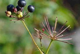 Bristly_Sarsaparilla_(Aralia_hispida)_-_Killarney,_Ontario_512