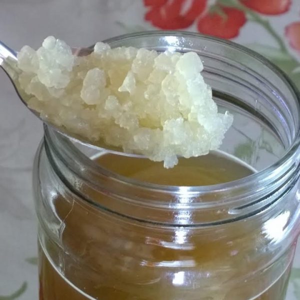 Grãos_de_kefir_de_água - water kefir grains